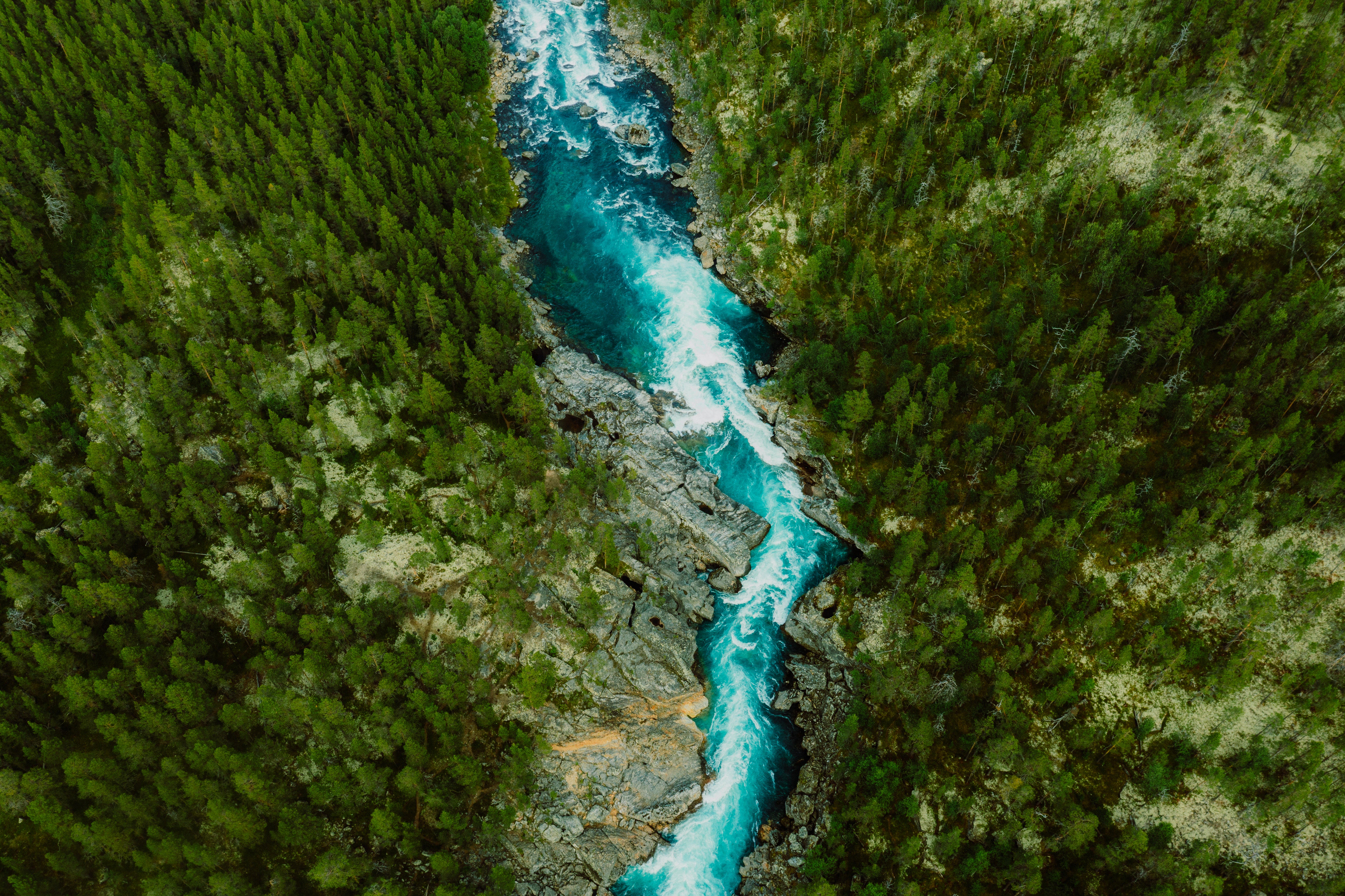 Image of river in the middle of the forest.